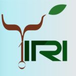 YIRI-MALI